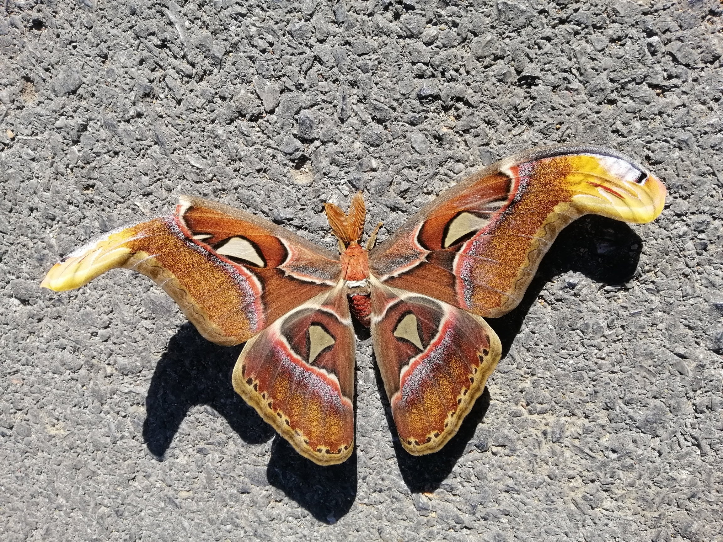 Family Saturniidae - Giant Silk Moths — Coke Smith Wildlife Family Saturniidae - Giant Silk Moths — Coke Smith Wildlife